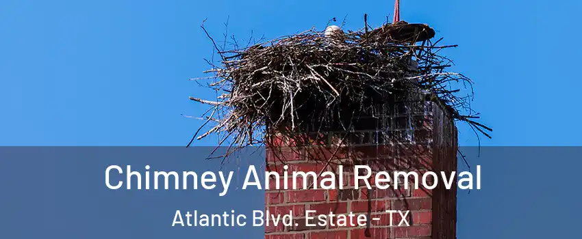 Chimney Animal Removal Atlantic Blvd. Estate - TX