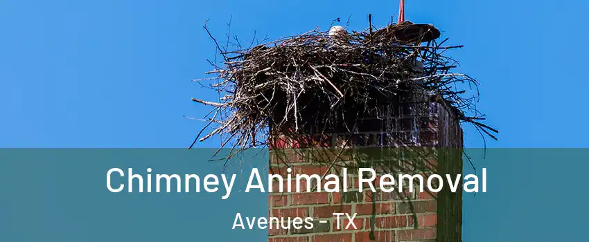 Chimney Animal Removal Avenues - TX