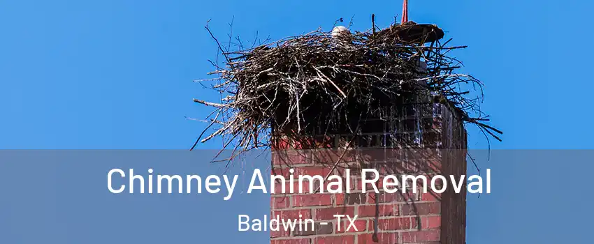 Chimney Animal Removal Baldwin - TX