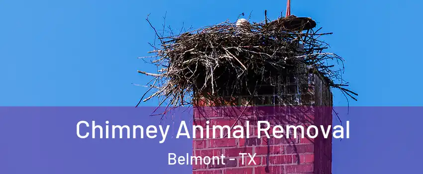 Chimney Animal Removal Belmont - TX