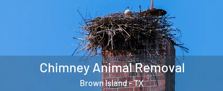 Chimney Animal Removal Brown Island - TX