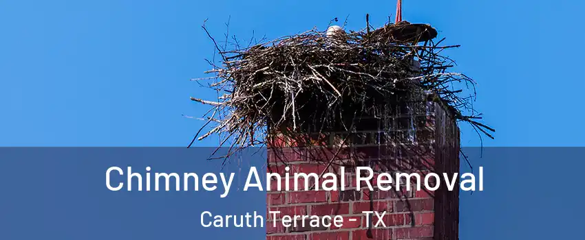 Chimney Animal Removal Caruth Terrace - TX