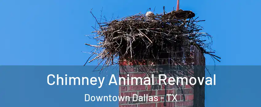 Chimney Animal Removal Downtown Dallas - TX