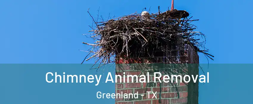 Chimney Animal Removal Greenland - TX