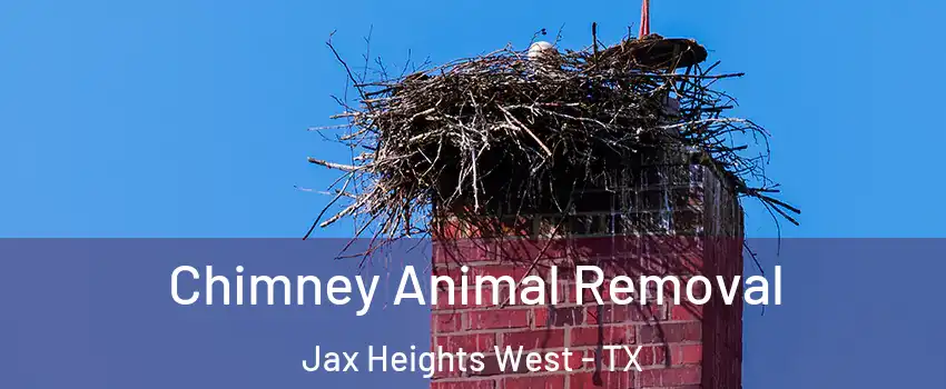 Chimney Animal Removal Jax Heights West - TX