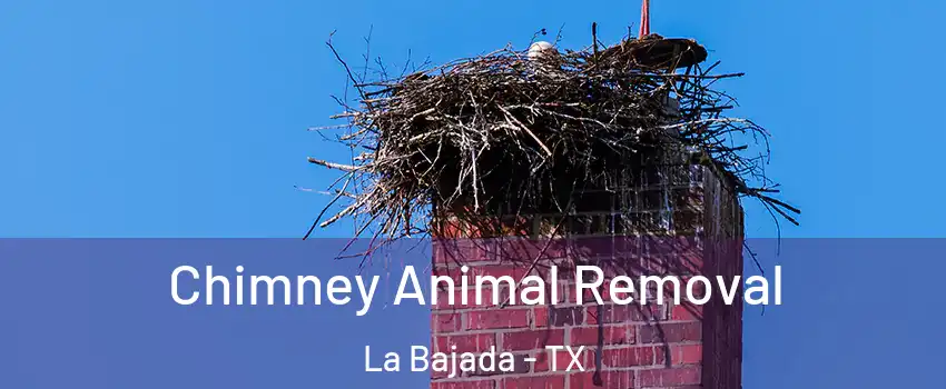 Chimney Animal Removal La Bajada - TX