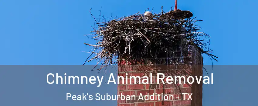 Chimney Animal Removal Peak's Suburban Addition - TX