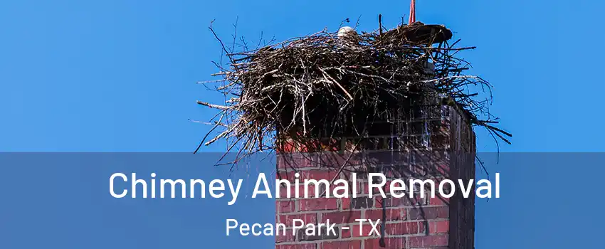 Chimney Animal Removal Pecan Park - TX