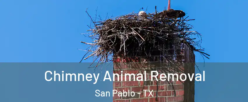 Chimney Animal Removal San Pablo - TX